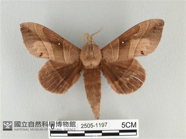 松大毛蟲藏品圖，第1張