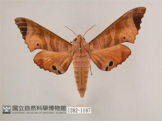 黑角六點天蛾藏品圖，第1張