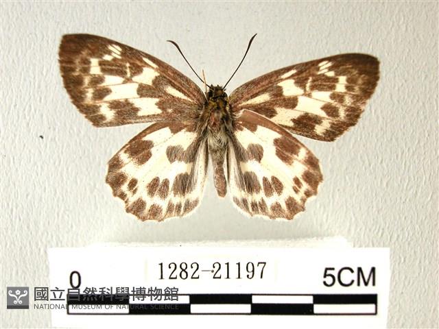 白弄蝶藏品圖，第1張