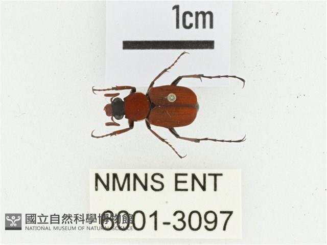 血紅虎斑花金龜藏品圖，第1張