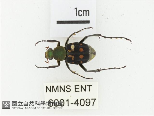 黃肩長腳花金龜藏品圖，第1張