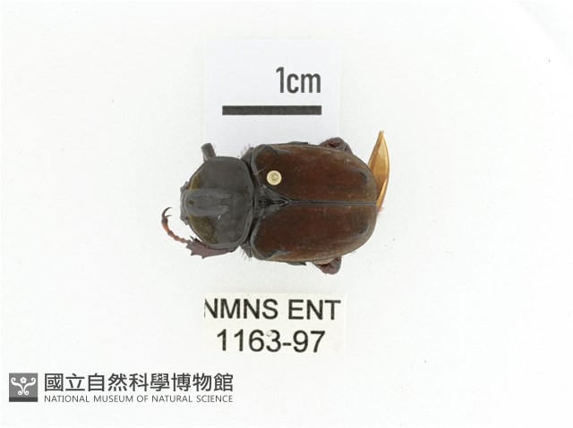臺灣角金龜藏品圖，第1張
