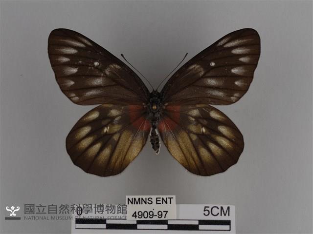 豔粉蝶藏品圖，第1張