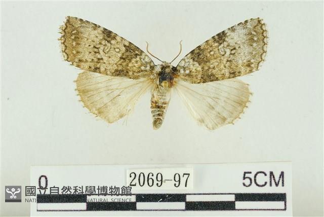 臺灣銀斑異波紋蛾藏品圖，第1張