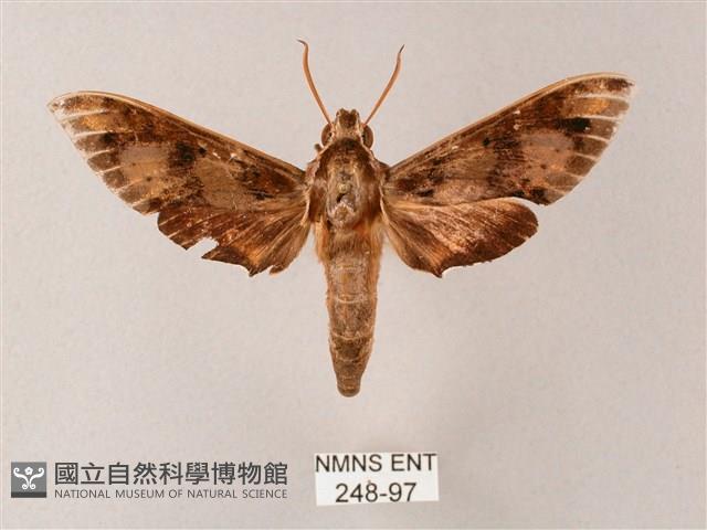 雙斑白肩天蛾藏品圖，第1張