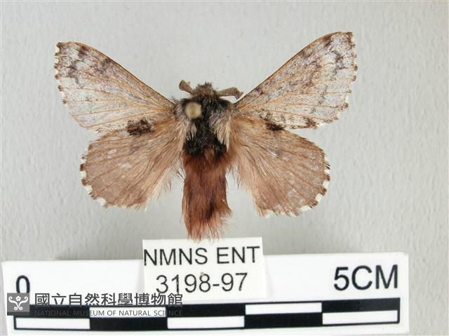 銀肩枯葉蛾藏品圖，第1張