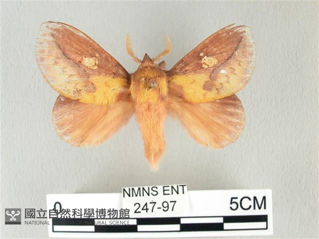 竹黃斜帶枯葉蛾藏品圖，第1張