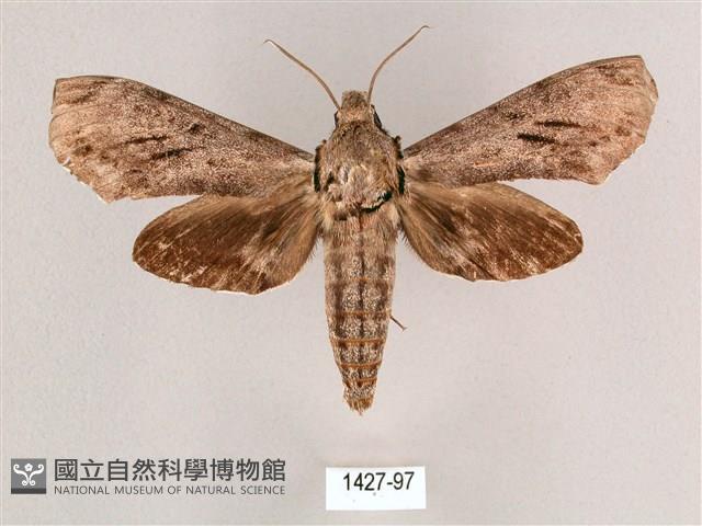 細斜紋霜天蛾藏品圖，第1張