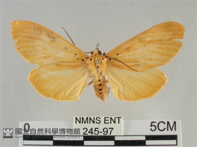 橙擬燈蛾藏品圖，第1張
