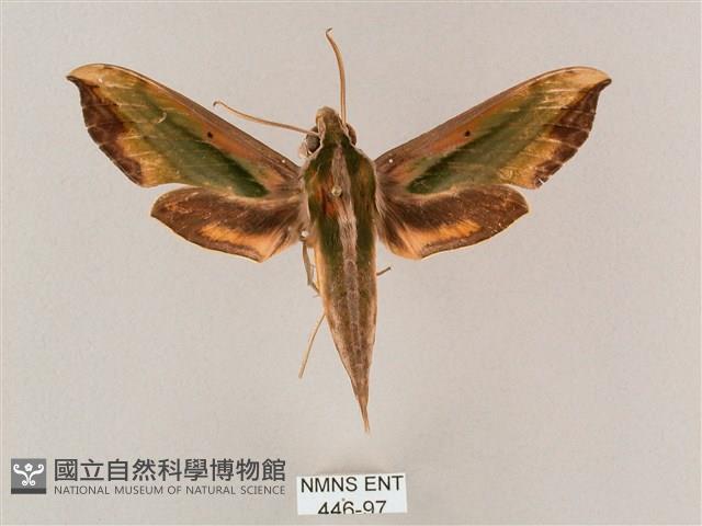 斜綠天蛾藏品圖，第1張