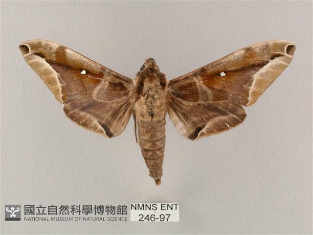 白點天蛾 藏品圖，第1張