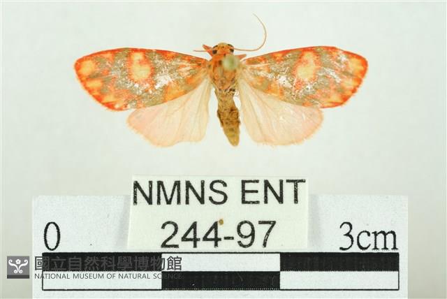 三色豔苔蛾藏品圖，第1張