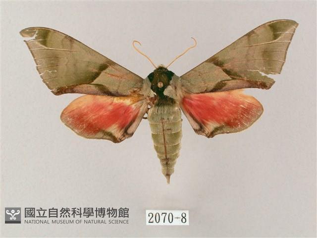 榆綠天蛾藏品圖，第1張