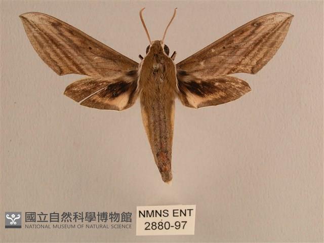 背線天蛾藏品圖，第1張