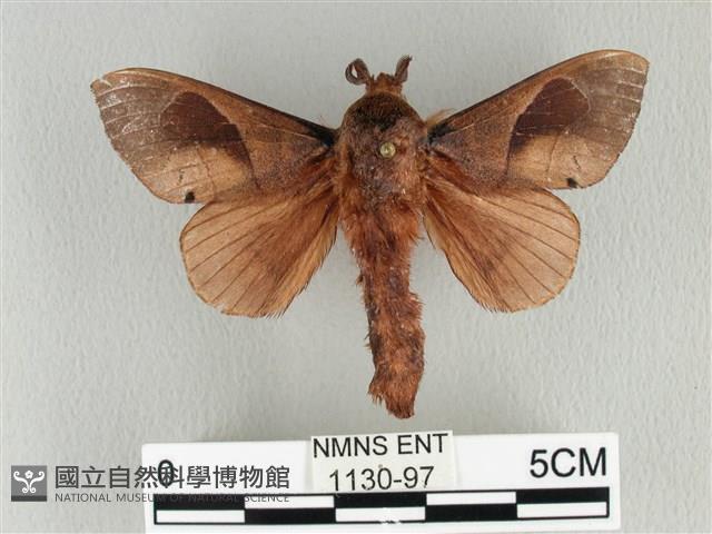 大褐斑枯葉蛾藏品圖，第1張