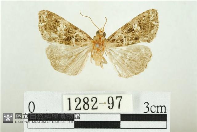 白斑散紋夜蛾藏品圖，第1張