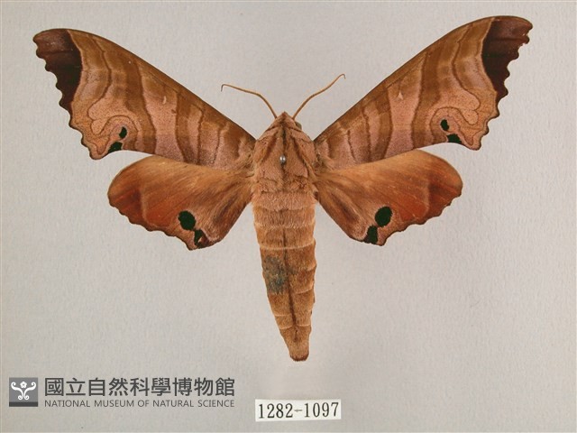 黑角六點天蛾藏品圖，第1張