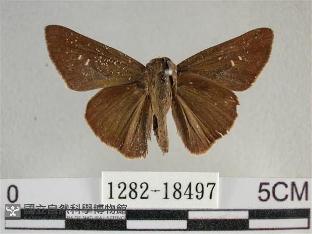 尖翅褐弄蝶藏品圖，第1張
