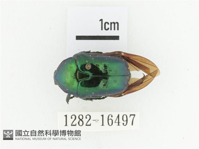 藍艷白點花金龜藏品圖，第1張