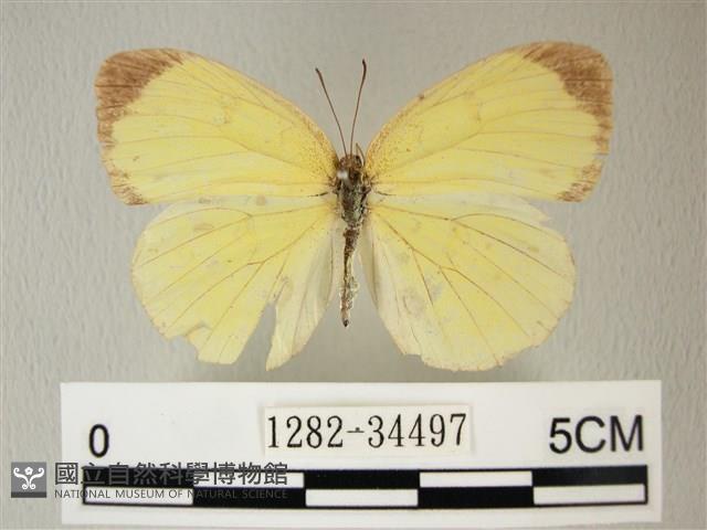 荷氏黃蝶藏品圖，第1張