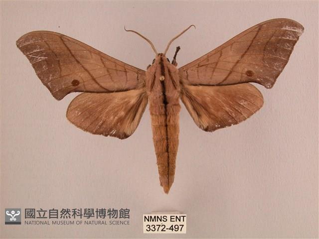 直翅六點天蛾藏品圖，第1張