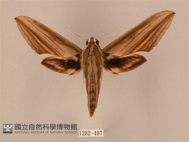 棕綠背線天蛾藏品圖，第1張