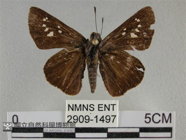 黯弄蝶藏品圖，第1張