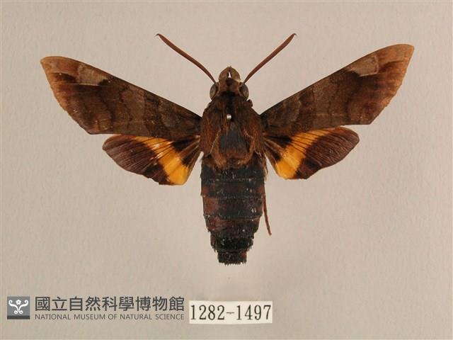 波斑長喙天蛾藏品圖，第1張