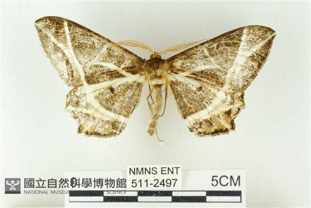 樹形尺蛾藏品圖，第1張