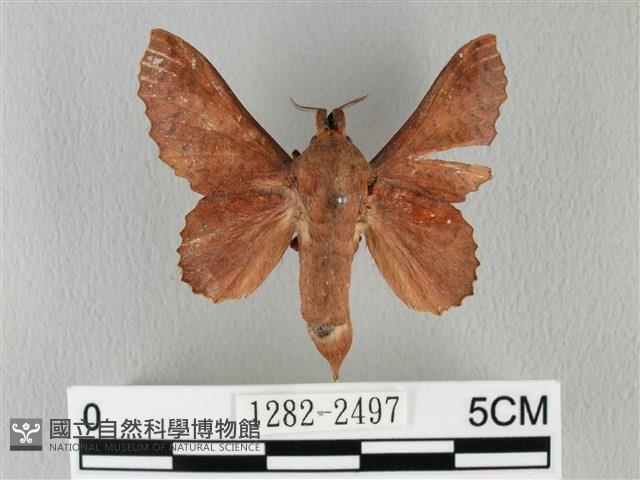 鋸緣枯葉蛾藏品圖，第1張