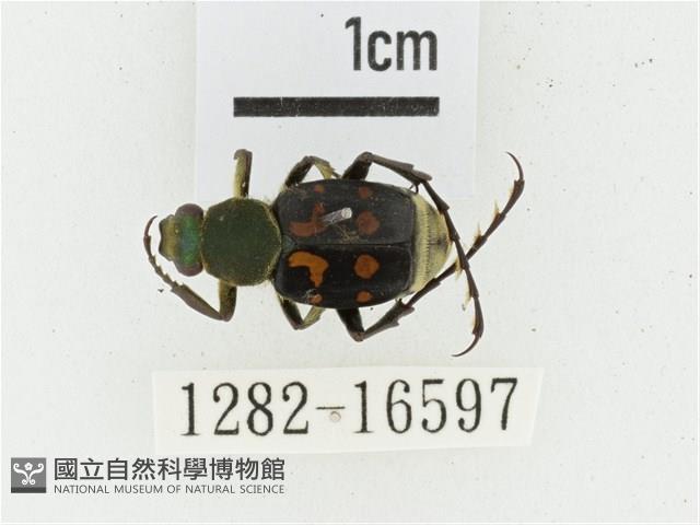 黃肩長腳花金龜藏品圖，第1張