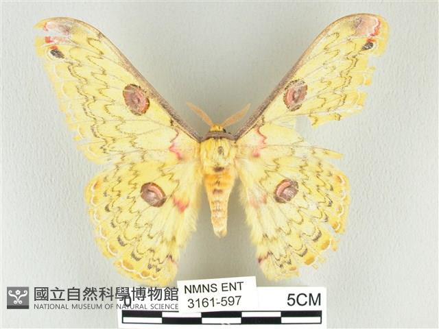 黃豹天蠶蛾藏品圖，第1張