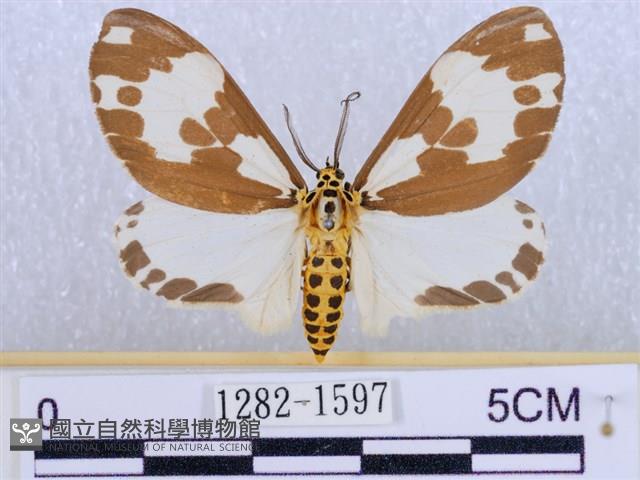 後凸蝶燈蛾藏品圖，第1張