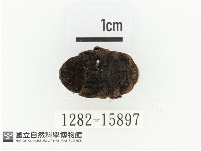 橙斑花金龜藏品圖，第1張