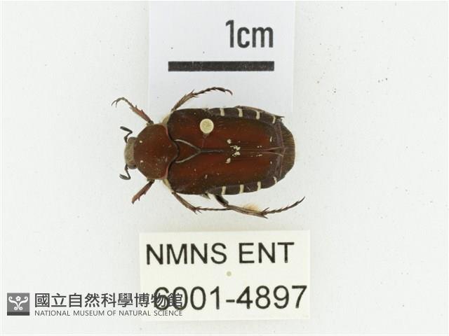 黑斑陷紋金龜藏品圖，第1張