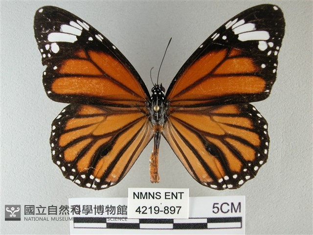 黑脈樺斑蝶藏品圖，第1張