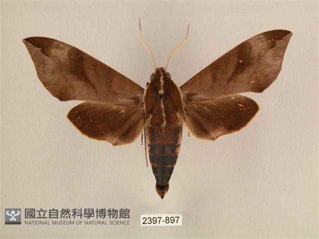 背中白天蛾藏品圖，第1張