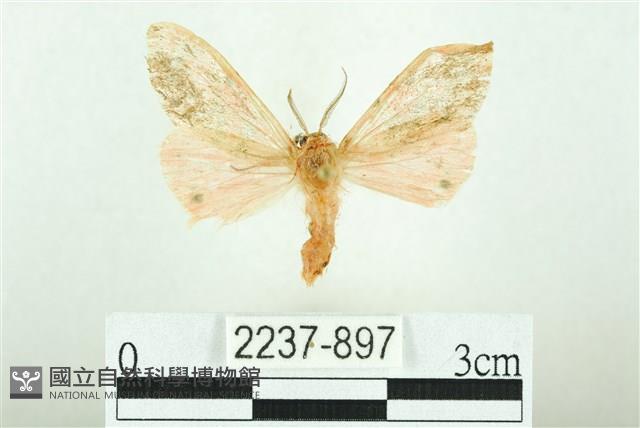 三條橙燈蛾藏品圖，第1張