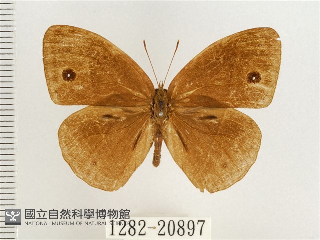淺色眉眼蝶藏品圖，第1張