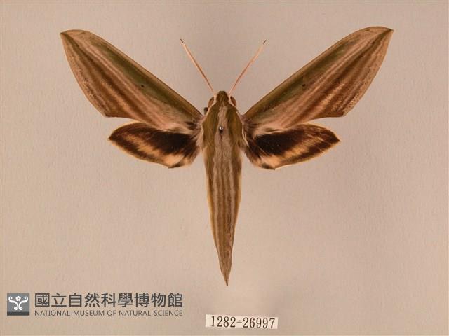 棕綠背線天蛾藏品圖，第1張