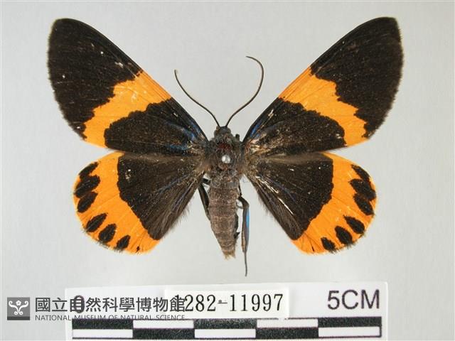 橙帶藍尺蛾藏品圖，第1張