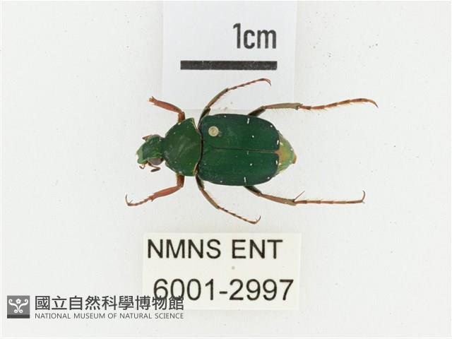 三輪長腳花金龜藏品圖，第1張