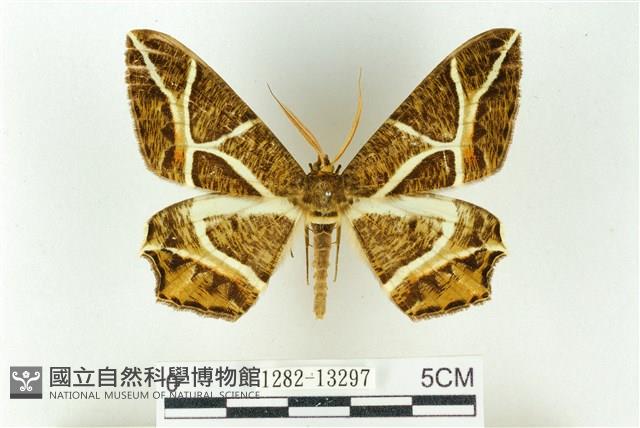 樹形尺蛾藏品圖，第1張