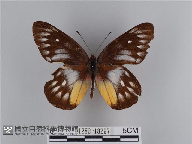 豔粉蝶藏品圖，第1張