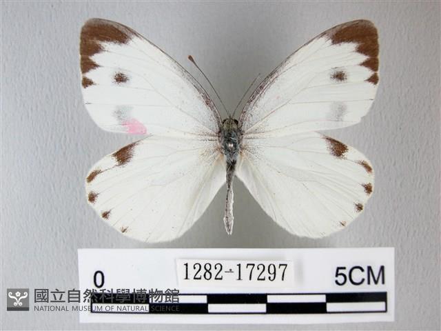 緣點白粉蝶藏品圖，第1張