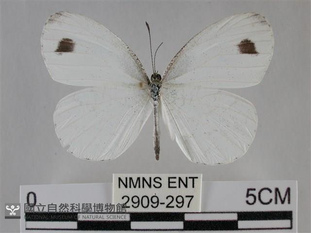 纖粉蝶藏品圖，第1張