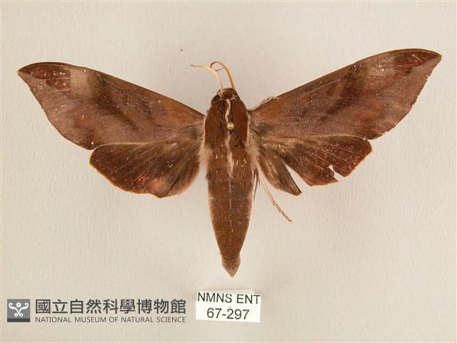 背中白天蛾藏品圖，第1張