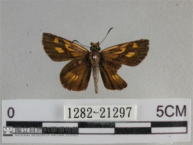 黃星弄蝶藏品圖，第1張