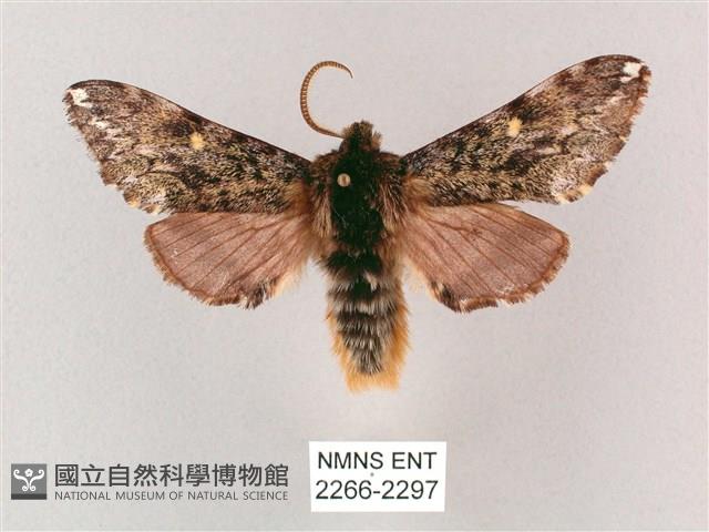 井上氏絨毛天蛾藏品圖，第1張