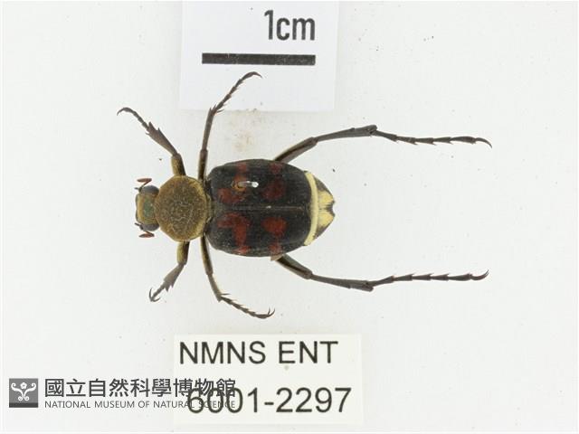 黃肩長腳花金龜藏品圖，第1張